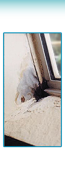 Damp surveyors - South Wales - Stonedry Damp Proofing - Timber infestation Damp surveyors - South Wales - Stonedry Damp Proofing & Plastering - Timber infestation